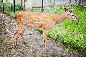 Dappled deer chews grass at fenced territory photo