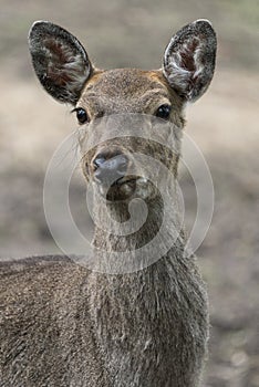 Dappled deer close-up portrait captured in the wild