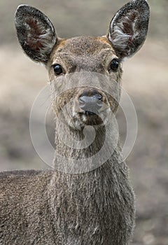 Dappled deer close-up portrait captured in the wild