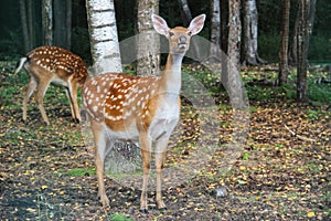 Dappled deer in the forest. Deer with cub on the background.