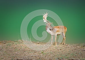 Dappled deer