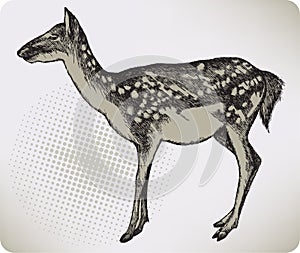 Dappled deer, hand-drawing. Vector illustration