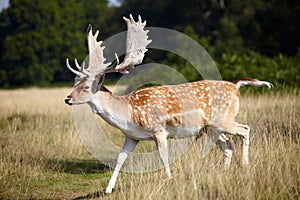 Dappled deer on a meadow