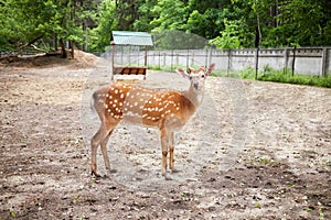 Dappled deer stands at fenced territory of photo
