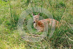 Dappled deer in the tall grass. Wild animal resting in nature in summer