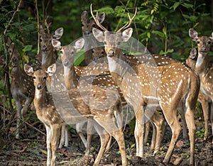 Dappled deers herd in the jungle
