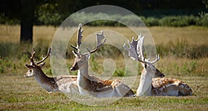 Dappled deers relaxing on a sun