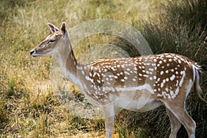 Dappled or fallow deer female