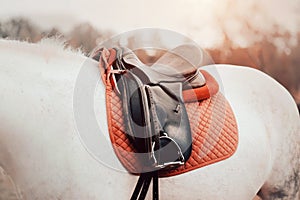 The dappled gray horse is dressed in a red saddlecloth, a leather black saddle and a stirrup on a sunny beautiful evening. Horse