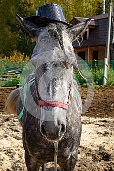 Dappled gray horse in hat