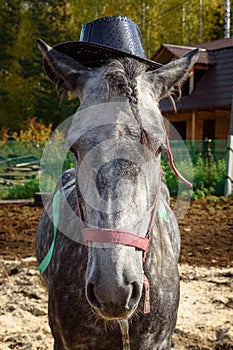 Dappled gray horse in hat