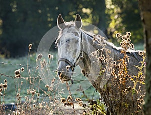 Dappled Gray Horse in Morning Light