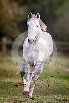 Dappled Grey Boerperd Stallion horse at Stable Barn