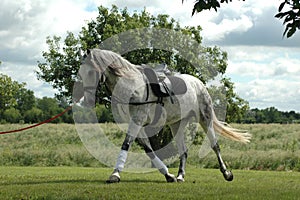 Dappled Grey Horse
