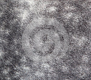 Dappled grey horse background.