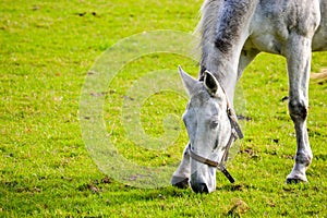 Dappled grey horse in a halter