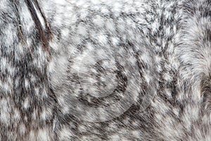 Dappled grey horse skin texture
