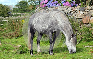 Dappled grey horse and stone wall.