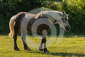 A dappled horse