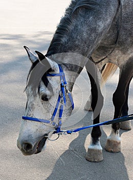 Dappled horse in blue bridle bending head