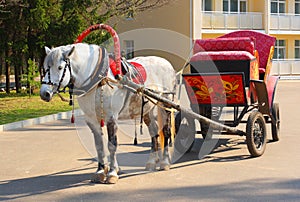 Dappled horse in red gear with a russian tradition