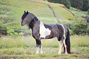 Dappled horse standing in a field