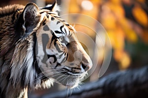 dappled light on the face of a stalking tiger