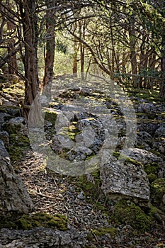 The Dappled Light On The Path That Weaves It`s Way Through The Limestone Pavement With Sunlight Shining Through The Trees