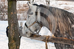 Dappled mare at open stall at winter season