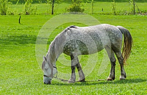 Dappled mare on a spring pasture