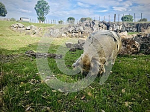 A dappled pig on a rocky meadow in a farm, with tree shadows and blue sky background.