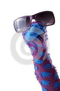 Dappled sock puppet with sunglasses