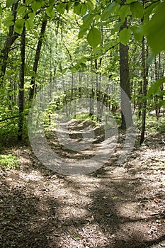 Dappled Sunlight on the Forest Path