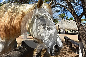 Dappled Sunlight on a Large White Draft Horse