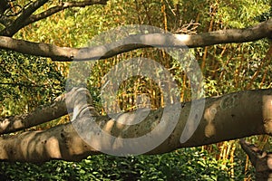 DAPPLED SUNLIGHT ON THICKSET BRANCHES WITH LICHEN ON