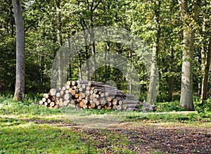 Dappled Sunshine in an English Forest