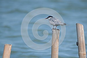 Dara Laut (Sternidae) are seabirds