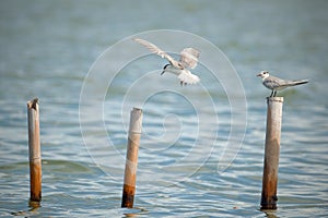 Dara Laut (Sternidae) are seabirds