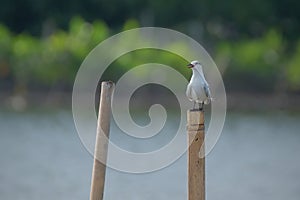 Dara Laut (Sternidae) are seabirds