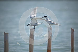 Dara Laut (Sternidae) are seabirds