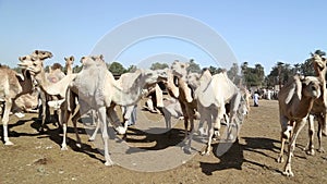 Daraw Camel market, Egypt