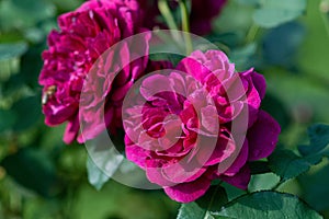 Darcey Bussell crimson roses - shrub rose bred by David Austin
