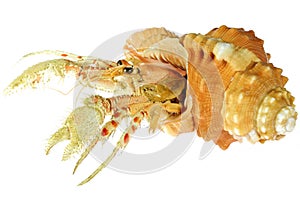 Hermit crab