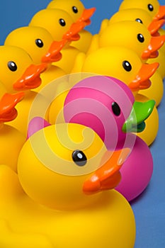 Dare to be different - rubber ducks on blue