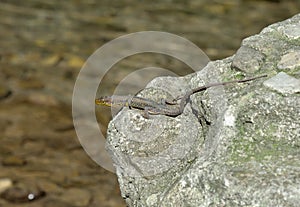 Darevskia caucasica  is lizard species in  genus Darevskia on stone by river, Caucasus, Sochi National Park, Russia