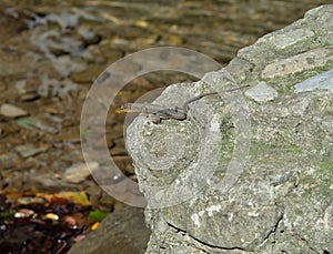 Darevskia caucasica  is lizard species in  genus Darevskia on stone by river, Caucasus, Sochi National Park, Russia