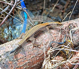 Darevskia praticola. Lacertilia. Lizard. Reptile.