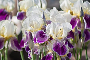Daring Deception purple white irises in the gargen