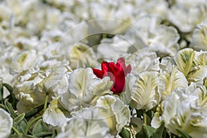 Daring to be different