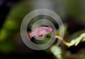 Dario dario red male gender tropical freshwater fish in aquarium. Dwarf Bengal, Dwarf Bengal Scarlet,